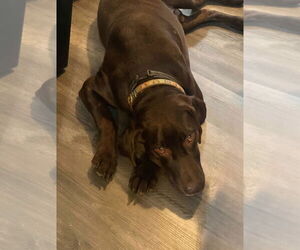 Pistol (Courtesy Post) - Male Labrador Retriever Dog for Adoption - Photo #3