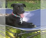 Small #24 Labrador Retriever Mix
