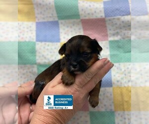 Yorkshire Terrier Puppy for sale in WINNSBORO, LA, USA