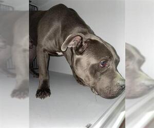 Mutt Dogs for adoption in Houston, TX, USA