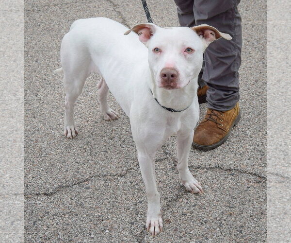 Medium Photo #3 American Staffordshire Terrier-Whippet Mix Puppy For Sale in Huntley, IL, USA