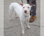 Small #2 American Staffordshire Terrier-Whippet Mix