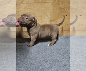 American Bully Puppy for sale in BLOUNTS CREEK, NC, USA