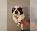 Small #7 Shih Tzu