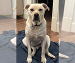Sailor - Male Mutt Dog for Adoption - Small photo