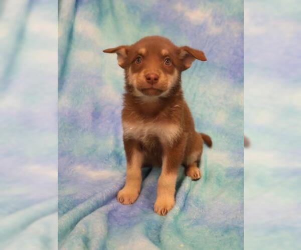 Medium Photo #1 Mutt Puppy For Sale in Thief River Falls, MN, USA