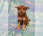 Small Mutt