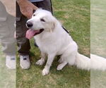 Small #1 Great Pyrenees