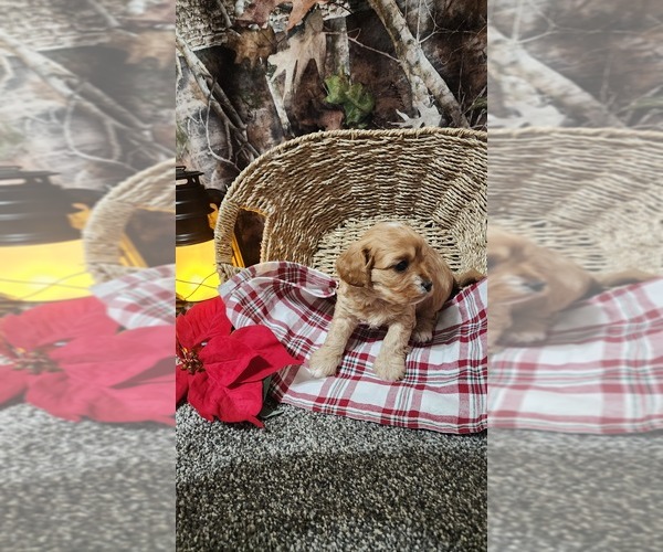 Medium Photo #4 Cavapoo (Miniature) Puppy For Sale in GREENWOOD, WI, USA