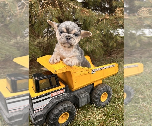Medium Photo #1 French Bulldog Puppy For Sale in MIDDLEBURY, IN, USA