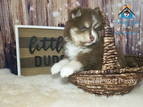 Medium Photo #9 Pomsky Puppy For Sale in ANDOVER, MN, USA