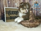 Small Photo #9 Pomsky Puppy For Sale in ANDOVER, MN, USA