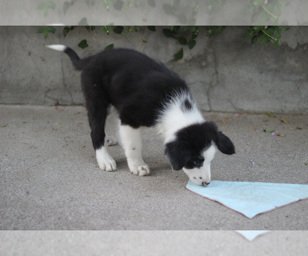 Medium Photo #12 Australian Shepherd Puppy For Sale in MODESTO, CA, USA
