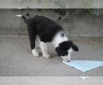 Small #11 Australian Shepherd