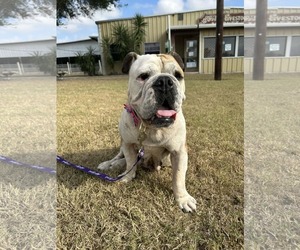 Bulldog Dogs for adoption in Dumont, NJ, USA