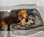 Small #1 Beagle