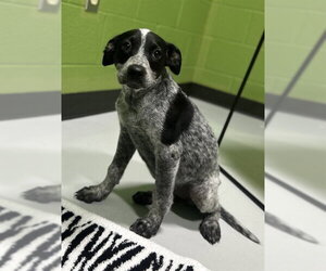 Mutt Dogs for adoption in Temple, TX, USA