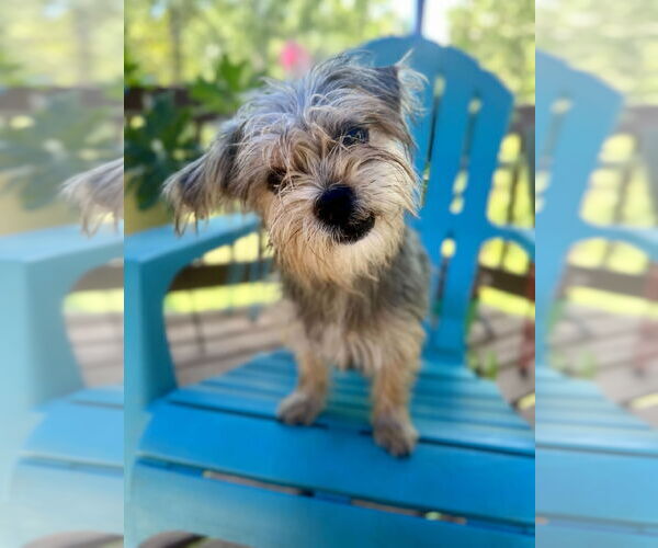 Medium Photo #3 Mutt Puppy For Sale in Pacolet, SC, USA