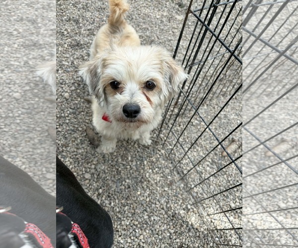 Medium Photo #2 Pom-A-Poo Puppy For Sale in Mukwonago, WI, USA