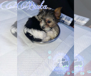 Yorkshire Terrier Puppy for sale in CARTERET, NJ, USA