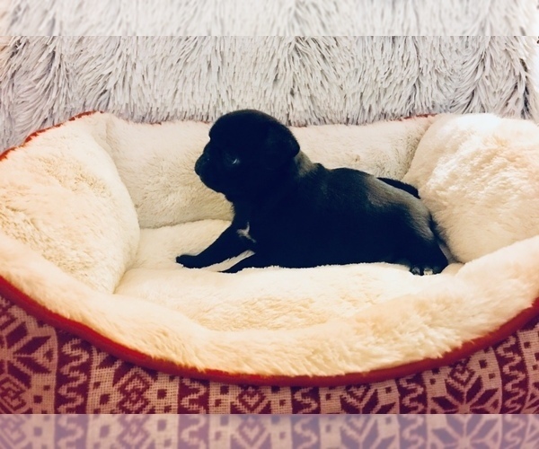 Medium Photo #2 Pug Puppy For Sale in NEW WINDSOR, NY, USA