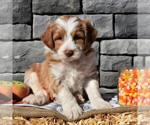 Poodle (Miniature)-Sheepadoodle Mix Puppy for sale in SUNBURY, PA, USA