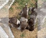 Small Photo #13 German Shorthaired Pointer Puppy For Sale in PLAINVIEW, TX, USA