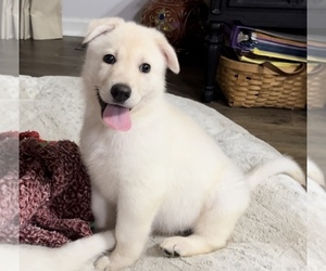 German Shepherd Dog Puppy for sale in E LAURINBURG, NC, USA
