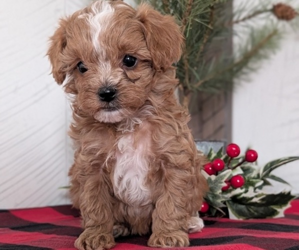 Medium Photo #45 Cavapoo (Miniature) Puppy For Sale in GOSHEN, IN, USA