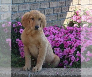 Golden Retriever Puppy for sale in FREDERICKSBURG, OH, USA