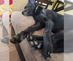 Small #3 Labrador Retriever Mix