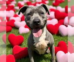 Small #10 American Pit Bull Terrier