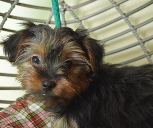 Yorkshire Terrier Dog for Adoption in PATERSON, New Jersey USA