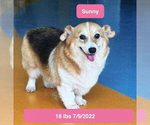 Pembroke Welsh Corgi Dogs for adoption in West Hollywood, CA, USA