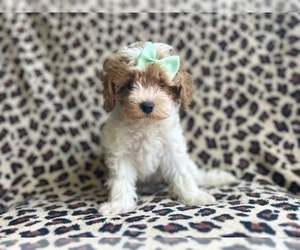 Cavapoo Puppy for sale in LAKELAND, FL, USA