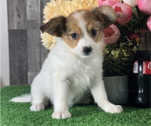 Papillon Puppy for sale in CANOGA, NY, USA