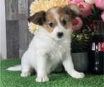 Small Papillon
