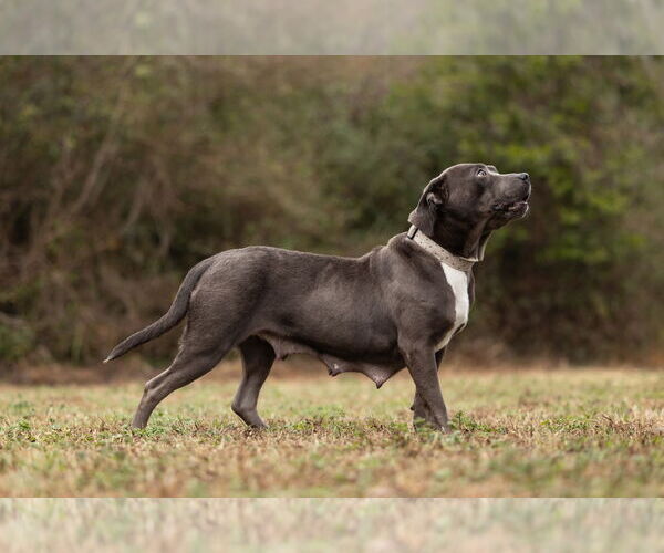 Medium Photo #3 American Staffordshire Terrier Puppy For Sale in Holly Springs, NC, USA