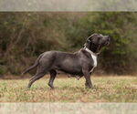 Small #2 American Staffordshire Terrier