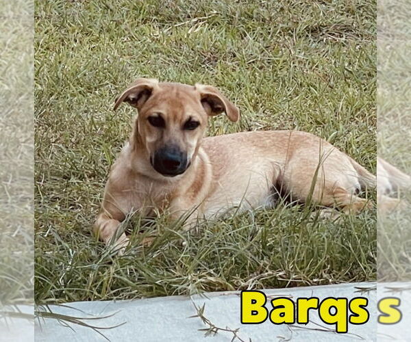 Medium Photo #3 Dachshund-Unknown Mix Puppy For Sale in San Antonio, TX, USA