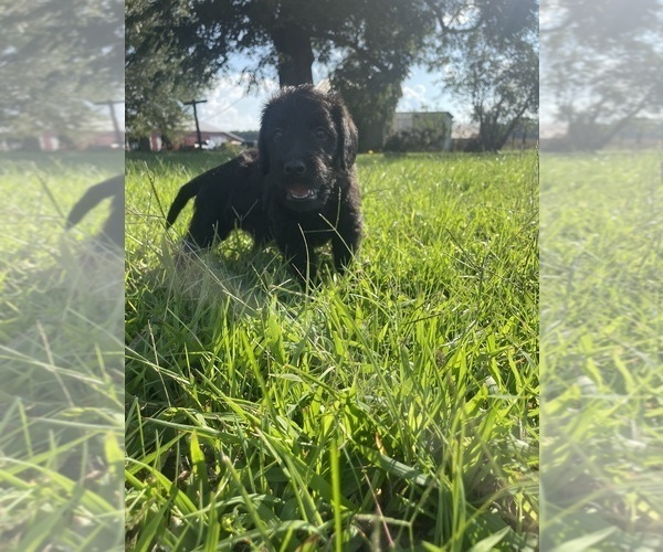 Medium Photo #23 Labradoodle Puppy For Sale in WAVERLY, VA, USA