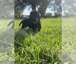 Small #22 Labradoodle