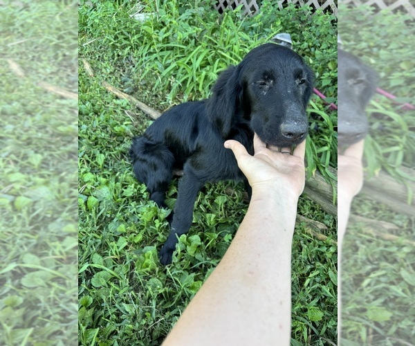 Medium Photo #7 Flat Coated Retriever-Golden Retriever Mix Puppy For Sale in EVA, AL, USA