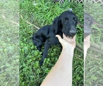 Small #6 Flat Coated Retriever-Golden Retriever Mix
