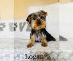 Small Photo #7 Yorkshire Terrier Puppy For Sale in ALGOOD, TN, USA