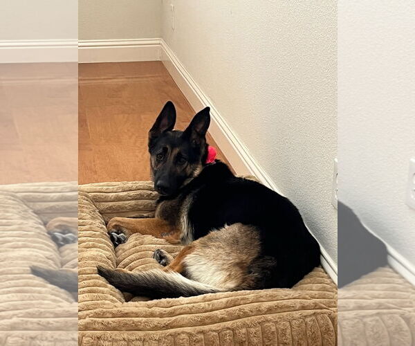 Medium Photo #2 German Shepherd Dog-Unknown Mix Puppy For Sale in Woodland Hills, CA, USA