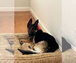 Small #1 German Shepherd Dog Mix