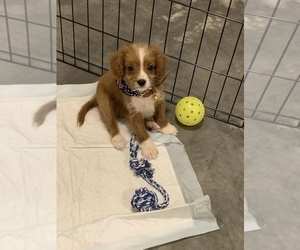 Cavapoo Puppy for sale in ATL, GA, USA