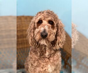 Poodle (Standard) Dogs for adoption in Pacolet, SC, USA