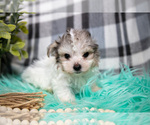 Small #2 Maltipoo